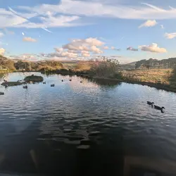  - 285 Ducks at Tebay