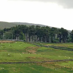  - View from Torbay Services, Greenholme (506437)