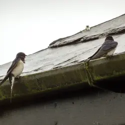  - Two swallows, 2018 Jun 02 -- photo 2