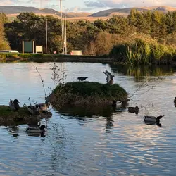  - Ducks at Tebay